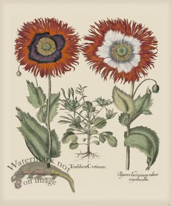 Besler 292 Colored  B2